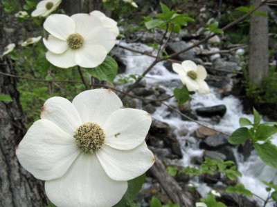 May is  Dogwood  Month