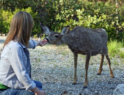  Sis And  Bambi ,,,,,, Campground Deer