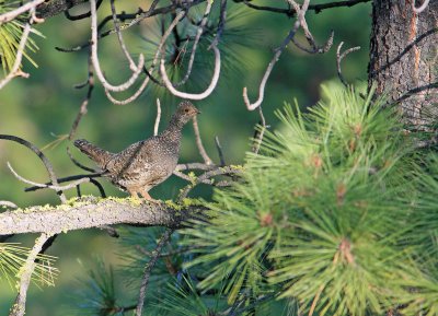 Female  Blue Grouse  Enjoying Sping Near Ardenvoir