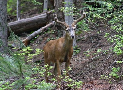Close Encounter Of The  Antlered  Kind