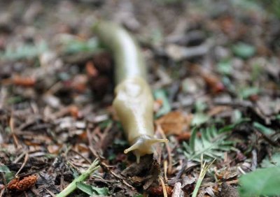 Banana Slug Out For A Morning Stroll