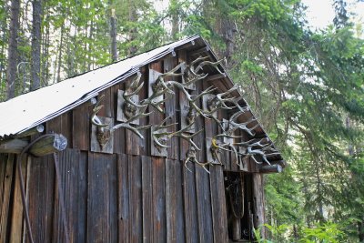 Antler's On Gordy's Cabin On Dompke Lake ( Built This Cabin In 1959 )