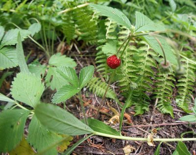 WIld Strawberries Along Trail