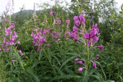 Summer  Fireweed  ALong Trail
