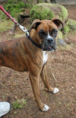  Misty,, Great Dog,,, Still Young And Quite Smart Boxer