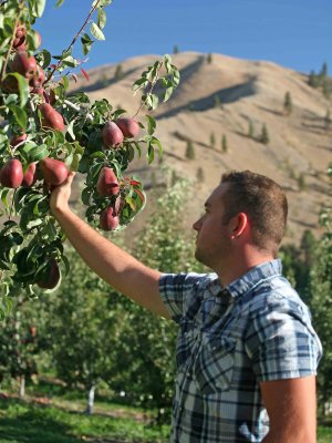 Entiat Valley Offers Some Of The Best Pears In The Nation