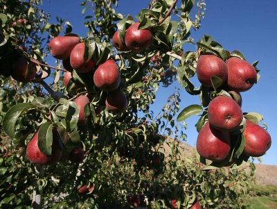 Pear Crop Awaits Pickers