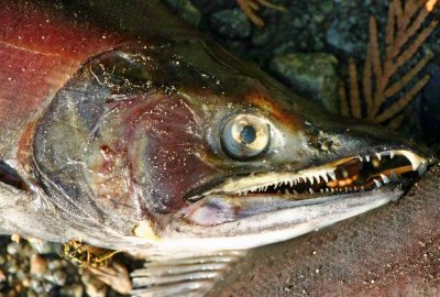 Dead Kokanee Feeds Yellowjacket