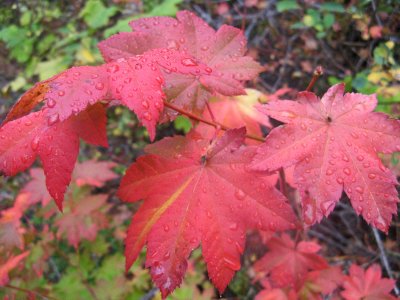  Fall s   Vine Maple ,, Lines Upper Stehekin Road Closure,,