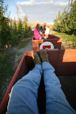 Kicking Back And Enjoying The Ride ( Through 80 Acres Of Apples )