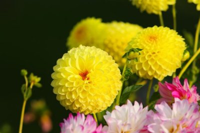 Yellow PUFFBALL Dalhia