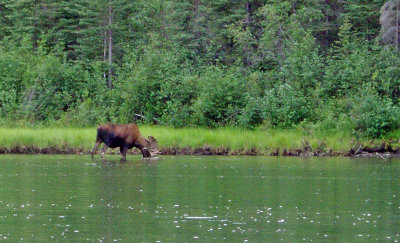 Moose in River. near Coffee Creek on Yukon