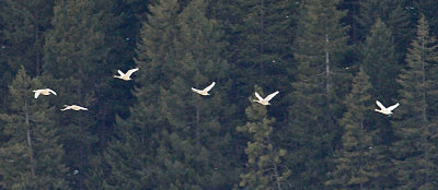 Swans Fly Over Lake Near Stehekin