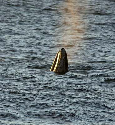 Gray Whale  Spying