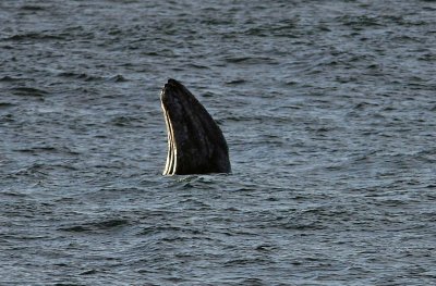 Grey Whales LIke To  Look Around