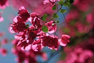  Bright Colors Of Winter  ( In Baja That Is,,,, )