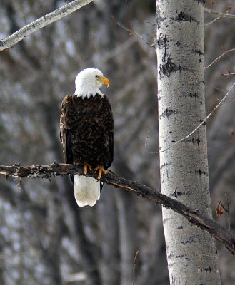  Bald Eagle Watching For A Meal Along Upper Entiat River