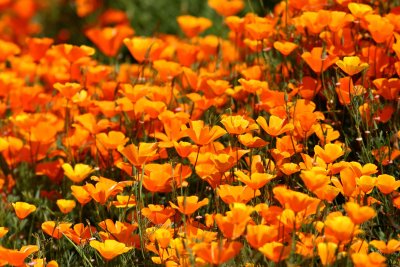  California Poppies Of Willow Point Park