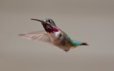  Male Hummingbird
