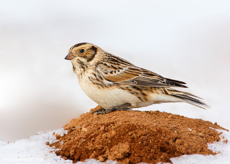 LaplandLongspur09c1705.jpg