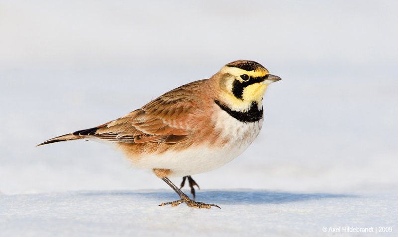 HornedLark30c1521.jpg