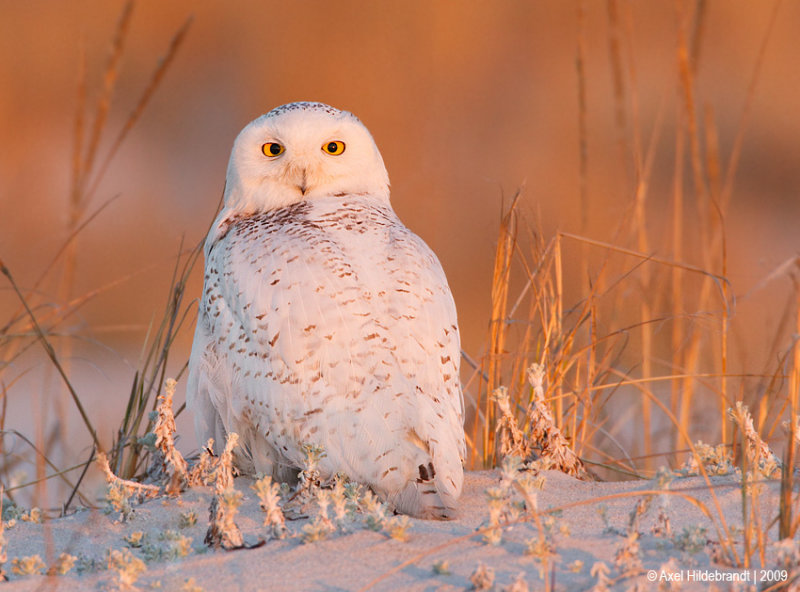 SnowyOwl12c0012.jpg