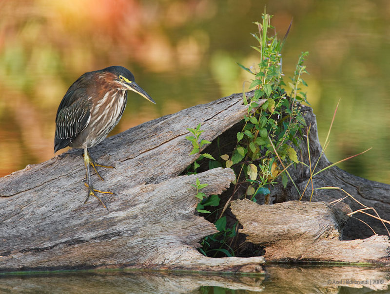 GreenHeron29c2664.jpg