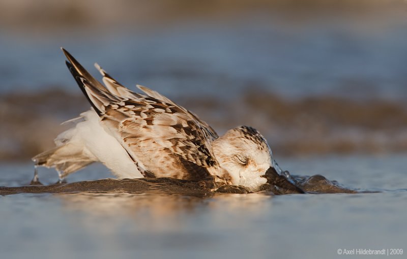 Sanderling29c3232.jpg