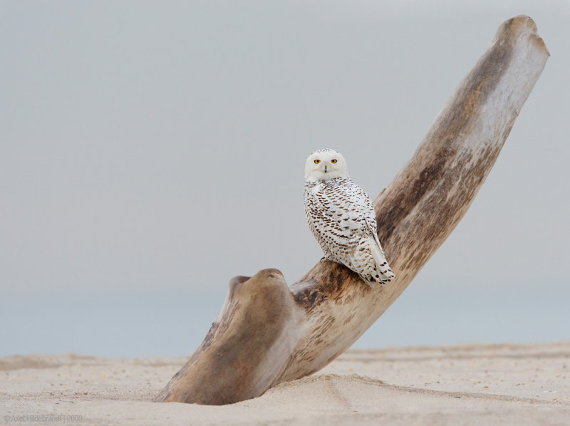 SnowyOwl23c8079_1.jpg