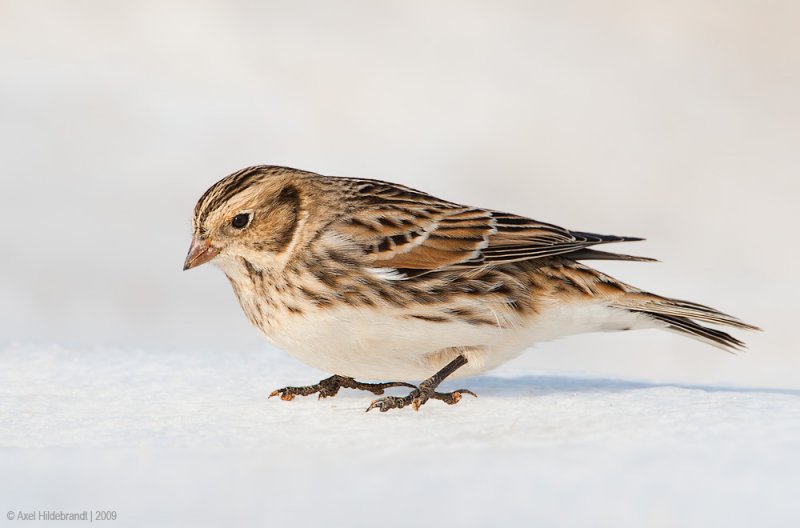 LaplandLongspur14c1735.jpg