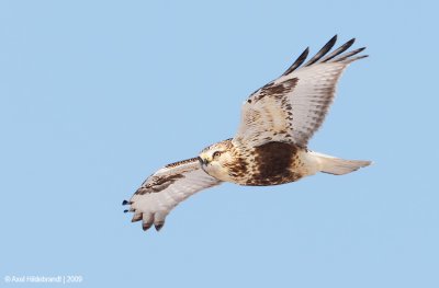 Rough-leggedHawk07c1893.jpg