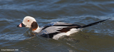 Long-tailedDuck07c3014.jpg