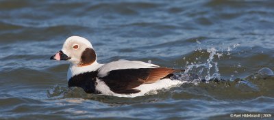 Long-tailedDuck08c3164.jpg
