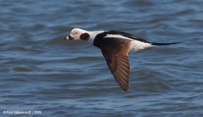 Long-tailedDuck09c3096.jpg