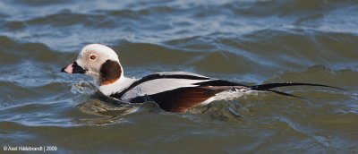 Long-tailedDuck10c3148.jpg