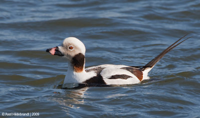 Long-tailedDuck11c2952.jpg