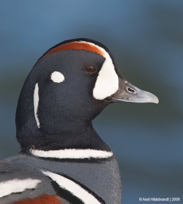 HarlequinDuck41c3563.jpg
