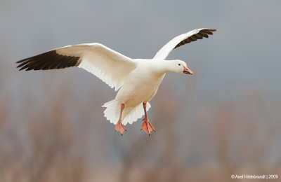 SnowGoose39c5527.jpg