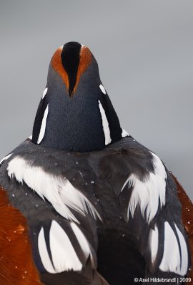 HarlequinDuck50c9789.jpg