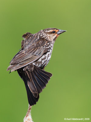 Red-wingedBlackbird56c2193.jpg