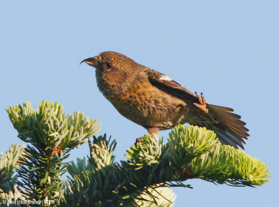 White-wingedCrossbill13c2936.jpg