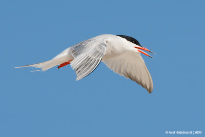 CommonTern56c4129.jpg