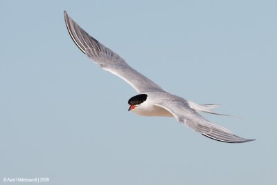 CommonTern57c4313.jpg