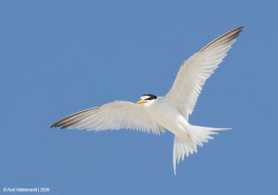 LeastTern34c4407.jpg