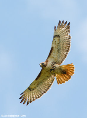 Red-tailedHawk29c4772.jpg