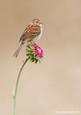 FieldSparrow03c4907.jpg