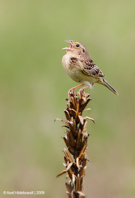 GrasshopperSparrow01c5219.jpg