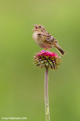 GrasshopperSparrow02c5235.jpg