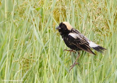 Bobolink05c5529.jpg