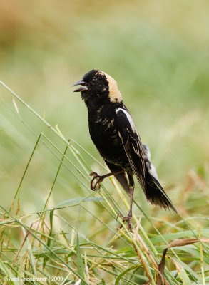 Bobolink06c5702.jpg